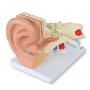 Ear Model (5)