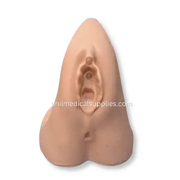 Female Genital Organ Model (4)