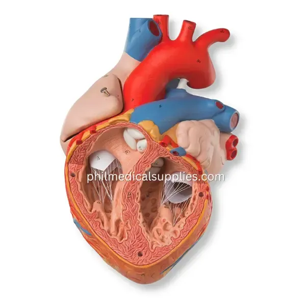 Heart Model (2)
