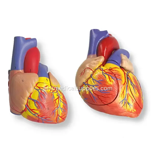 Heart Model (3)