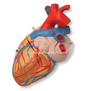 Heart Model (5)