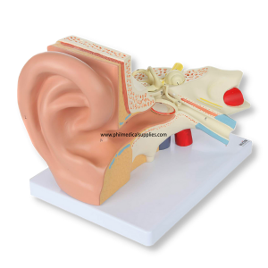 Human Ear Model (3)