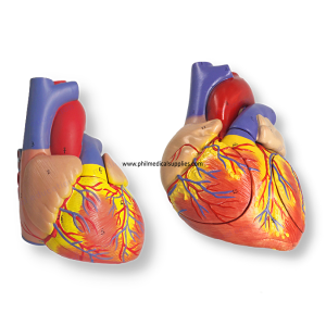 Human Heart Model (2)