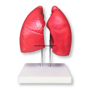 Human Lung Model (3)