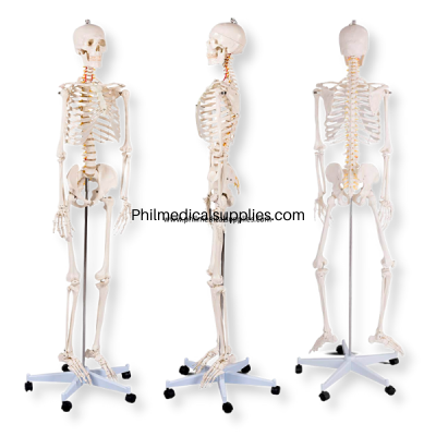 Skeleton Model Human Size (4)
