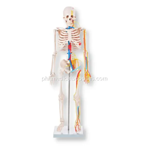 Skeleton Model With Blood Vessels, 85cm (1)