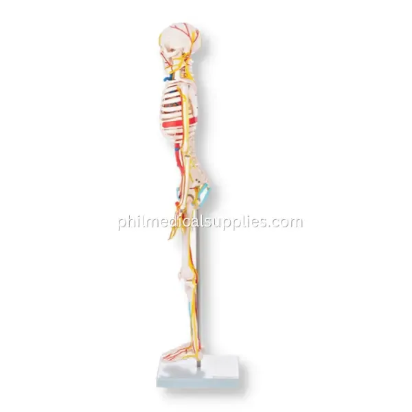 Skeleton Model With Blood Vessels, 85cm (4)