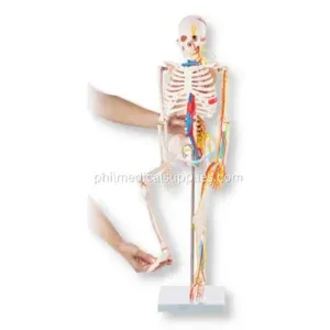 Skeleton Model With Blood Vessels, 85cm (5)