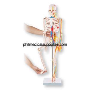 Skeleton Model with Blood Vessels, 85cm (2)
