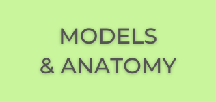 models & anatomy
